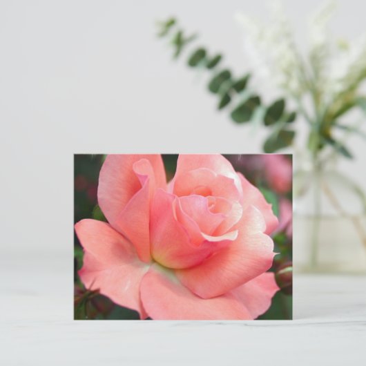 Rosa Postkarte (Stehend Vorderseite)