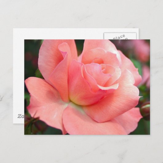 Rosa Postkarte (Vorne/Hinten)