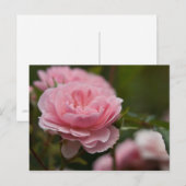 Rosa Postkarte (Vorne/Hinten)
