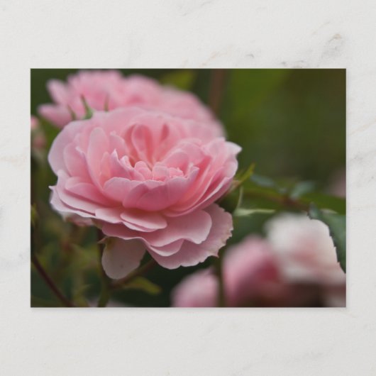 Rosa Postkarte (Vorderseite)
