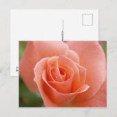 Rosa Postkarte (Vorne/Hinten)