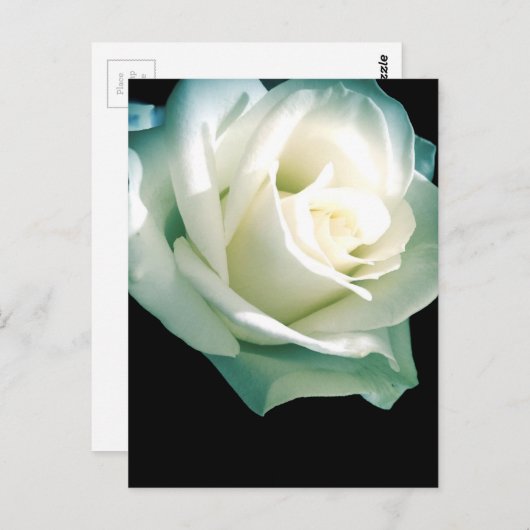 Rosa Postkarte (Vorne/Hinten)