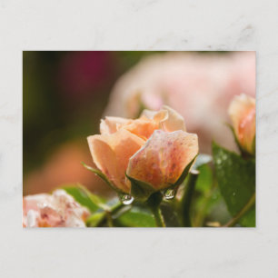 Rosa Postkarte