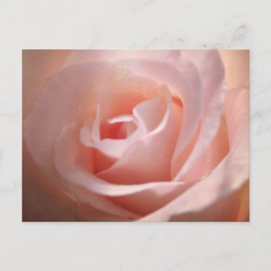 Rosa Postkarte (Vorderseite)