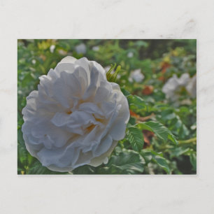 Rosa Postkarte