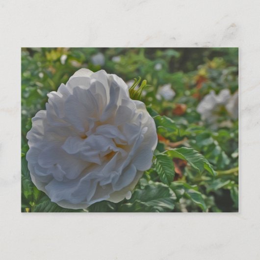 Rosa Postkarte (Vorderseite)