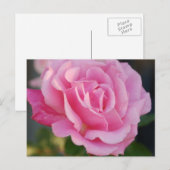 Rosa Postkarte (Vorne/Hinten)