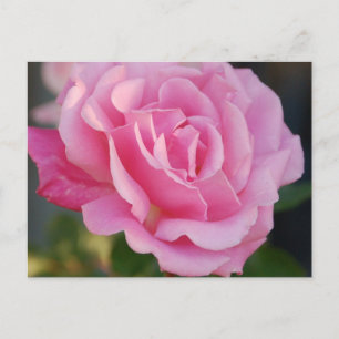 Rosa Postkarte