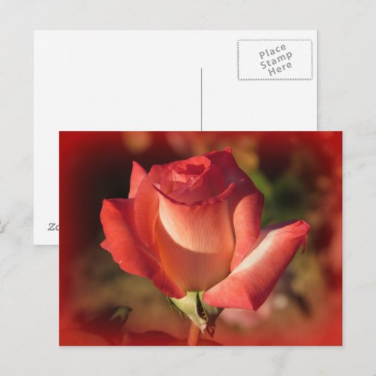 Rosa Postkarte (Vorne/Hinten)