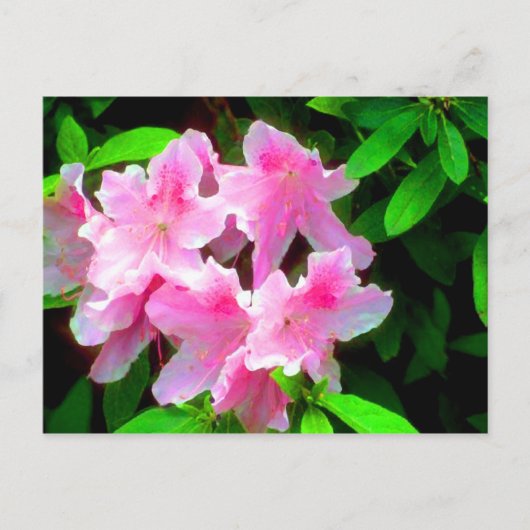 Rosa Postkarte (Vorderseite)