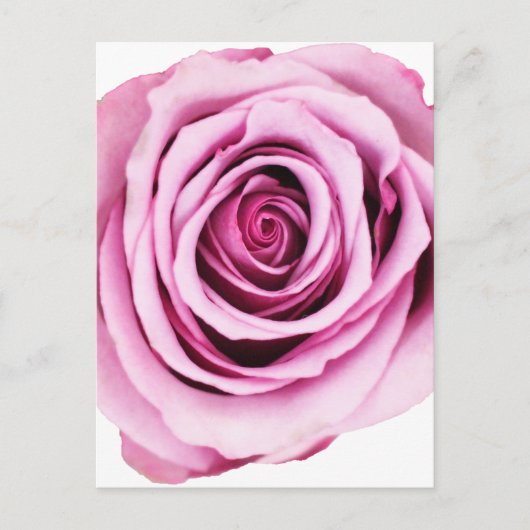 Rosa Postkarte (Vorderseite)