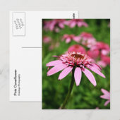 Rosa Postkarte (Vorne/Hinten)