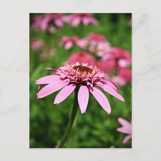 Rosa Postkarte (Vorderseite)