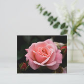 Rosa Postkarte (Stehend Vorderseite)