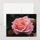 Rosa Postkarte (Vorne/Hinten)