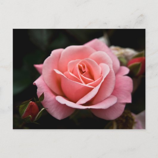 Rosa Postkarte (Vorderseite)