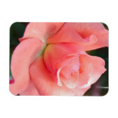 Rosa Premium Magnet (Horizontal)