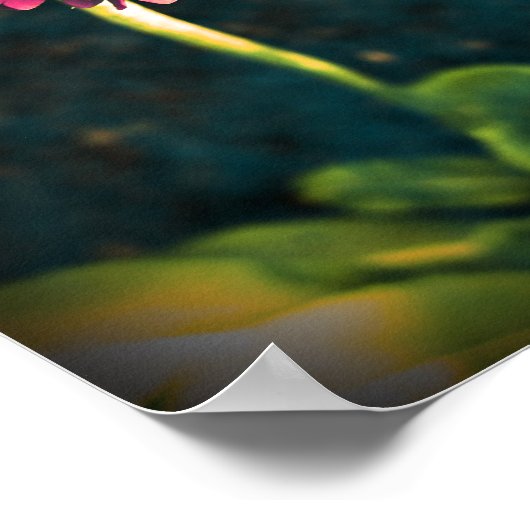 Rosa Primula-Blume Poster (Ecke)