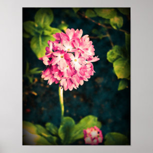 Rosa Primula-Blume Poster