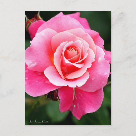 Rosa Princess Chichibu：Postcard Postkarte (Vorderseite)