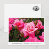 Rosa Princess Chichibu Postkarte (Vorne/Hinten)