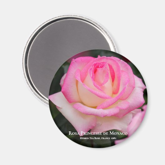 Rosa Princesse de Monaco Magnet (Vorderseite/Rückseite)