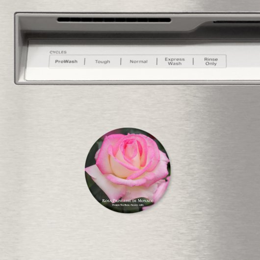 Rosa Princesse de Monaco Magnet (In Situ (Geschirrspüler))