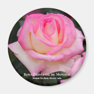 Rosa Princesse de Monaco Magnet