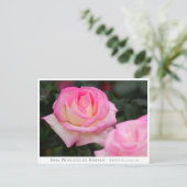 Rosa Princesse de Monaco Postkarte (Stehend Vorderseite)