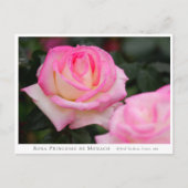 Rosa Princesse de Monaco Postkarte (Vorderseite)