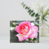 Rosa Princesse de Monaco: Postkarte (Stehend Vorderseite)