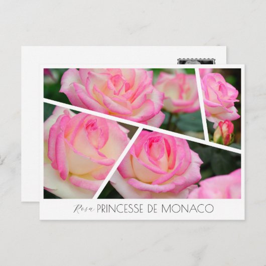 Rosa Princesse de Monaco Postkarte (Vorne/Hinten)