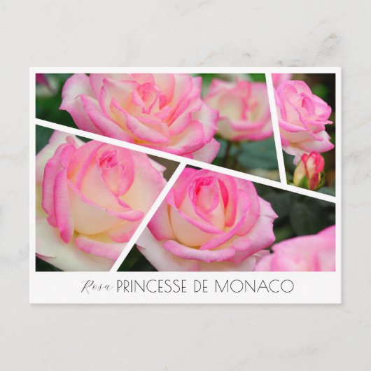 Rosa Princesse de Monaco Postkarte (Vorderseite)