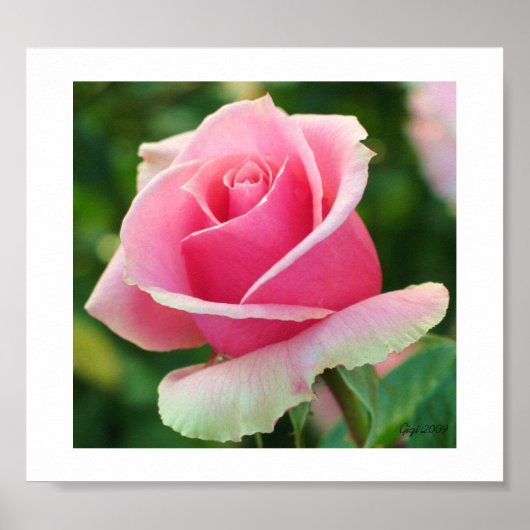 Rosa Printwerbung Poster (Vorne)