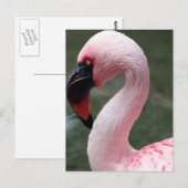 rosa Profil Postkarte (Vorne/Hinten)