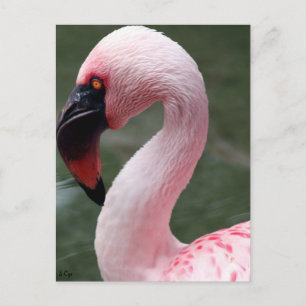rosa Profil Postkarte