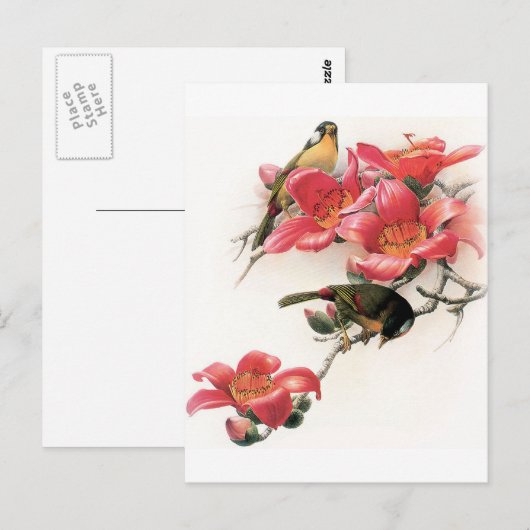 rosa Profusion Postkarte (Vorne/Hinten)