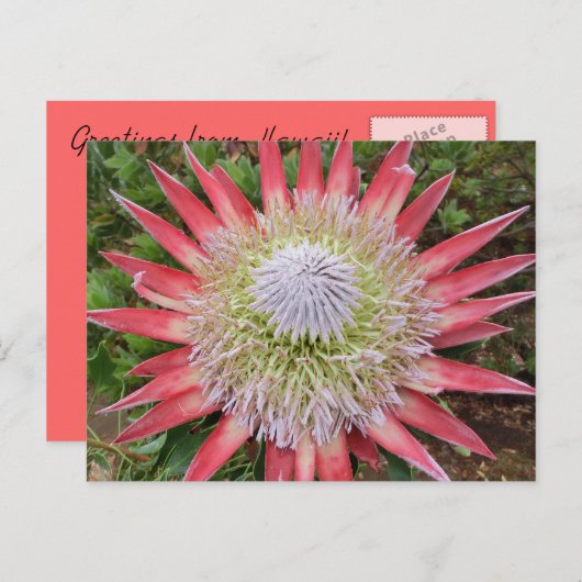 Rosa Protea blühende Pflanze Hawaii Postkarte (Vorne/Hinten)