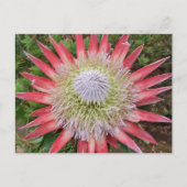 Rosa Protea blühende Pflanze Hawaii Postkarte (Vorderseite)