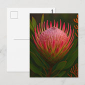 Rosa Protea-Blüte exotische Blüte Postkarte (Vorne/Hinten)