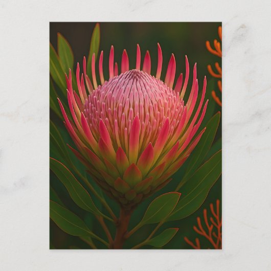 Rosa Protea-Blüte exotische Blüte Postkarte (Vorderseite)