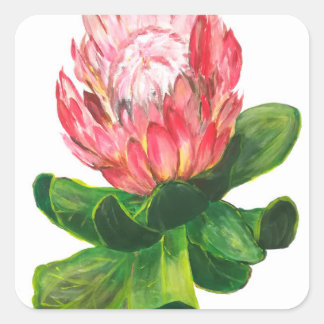 Rosa Protea, Königliche Protea Blume, tropisch, af Quadratischer Aufkleber