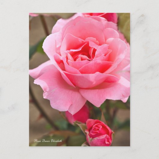 Rosa Queen Elizabeth ポ [Postcard] ス ト ド Postkarte (Vorderseite)