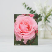 Rosa Queen Elizabeth: Postcard Postkarte (Stehend Vorderseite)