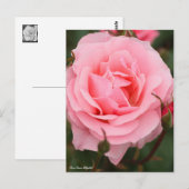 Rosa Queen Elizabeth: Postcard Postkarte (Vorne/Hinten)
