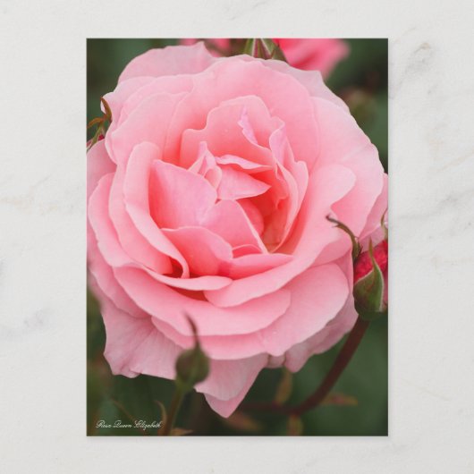 Rosa Queen Elizabeth: Postcard Postkarte (Vorderseite)