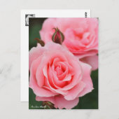 Rosa Queen Elizabeth: Postcard Postkarte (Vorne/Hinten)