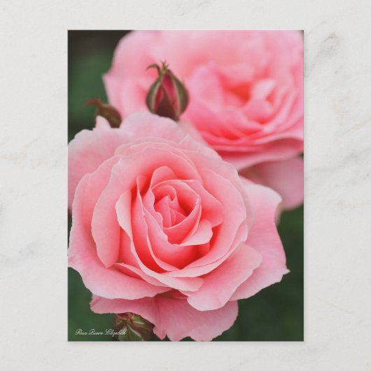 Rosa Queen Elizabeth: Postcard Postkarte (Vorderseite)