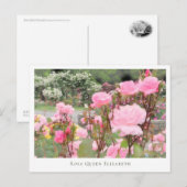 Rosa Queen Elizabeth Postkarte (Vorne/Hinten)