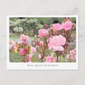 Rosa Queen Elizabeth Postkarte (Vorderseite)